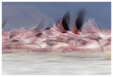 Lesser Flamingo Group Taking Flight From Lake, Kenya-Paper Art-62,,X42,,