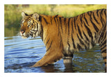 Siberian Tiger Walking Through A Shallow River, Asia-Paper Art-26,,X18,,