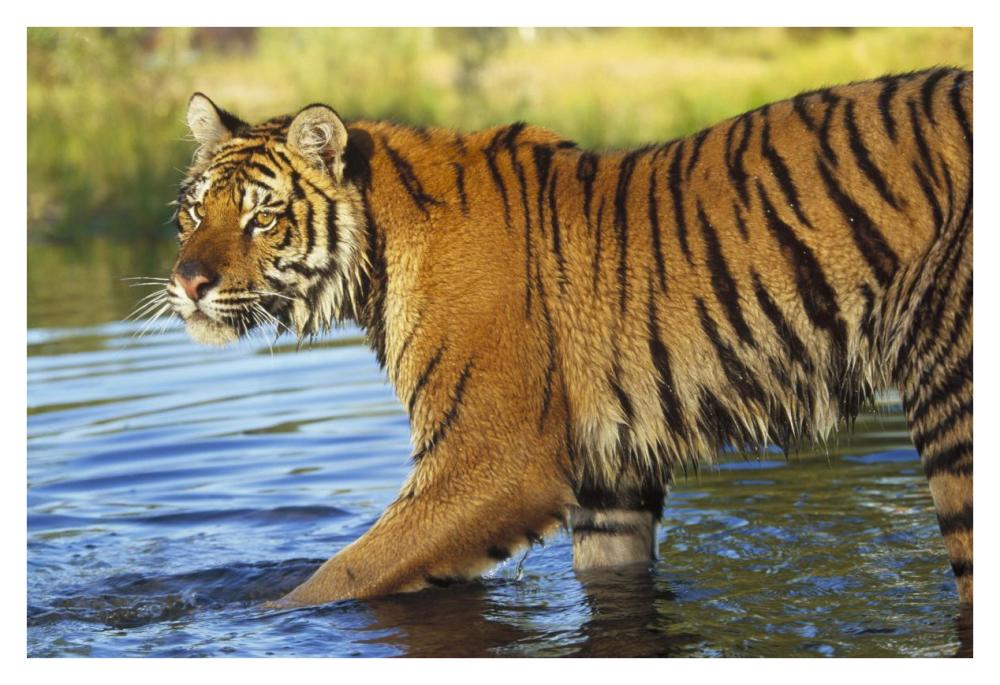 Siberian Tiger Walking Through A Shallow River, Asia-Paper Art-38,,X26,,