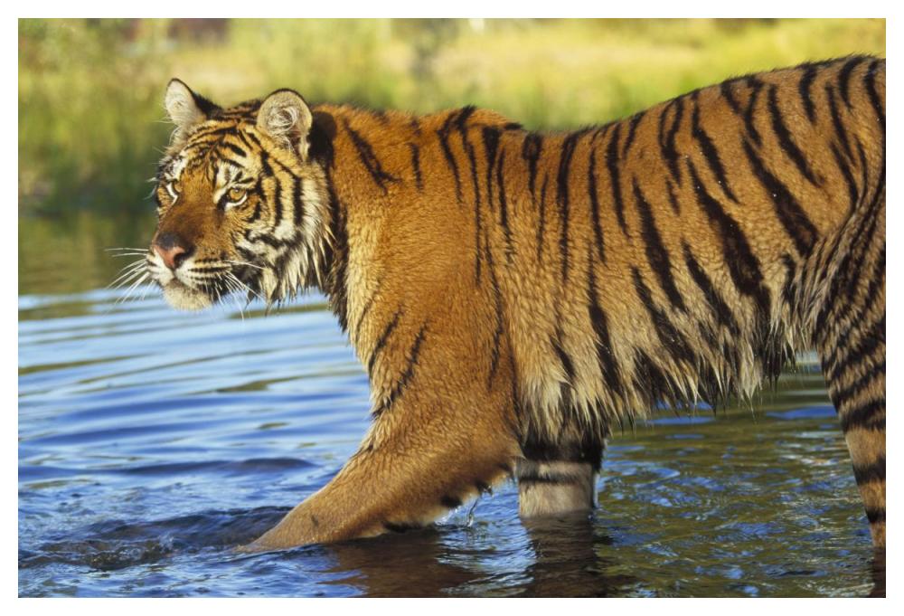 Siberian Tiger Walking Through A Shallow River, Asia-Paper Art-50,,X34,,