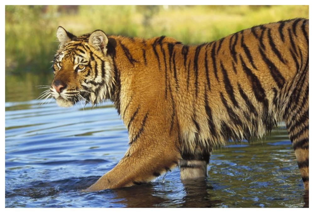 Siberian Tiger Walking Through A Shallow River, Asia-Paper Art-62,,X42,,