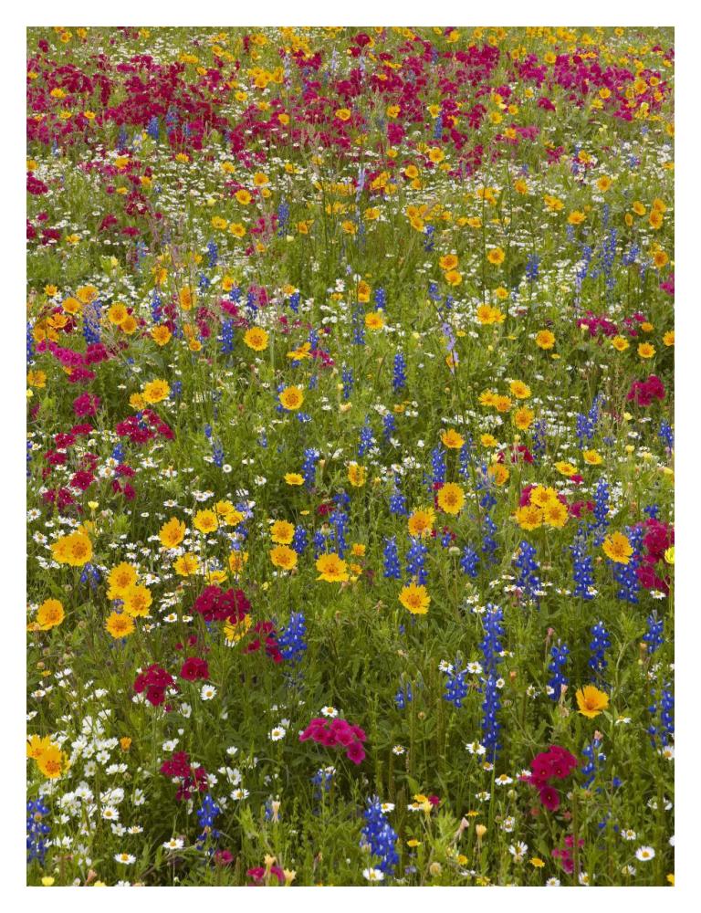 Drummond'S Phlox And Bluebonnet Near Westhoff, Texas-Paper Art-14,,X18,,