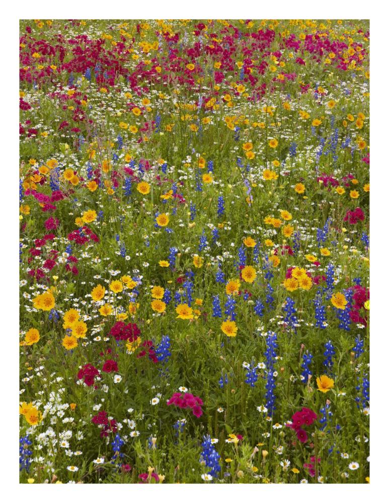 Drummond'S Phlox And Bluebonnet Near Westhoff, Texas-Paper Art-20,,X26,,