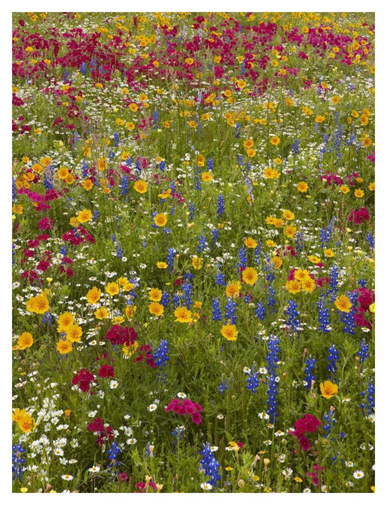 Drummond'S Phlox And Bluebonnet Near Westhoff, Texas-Paper Art-32,,X42,,