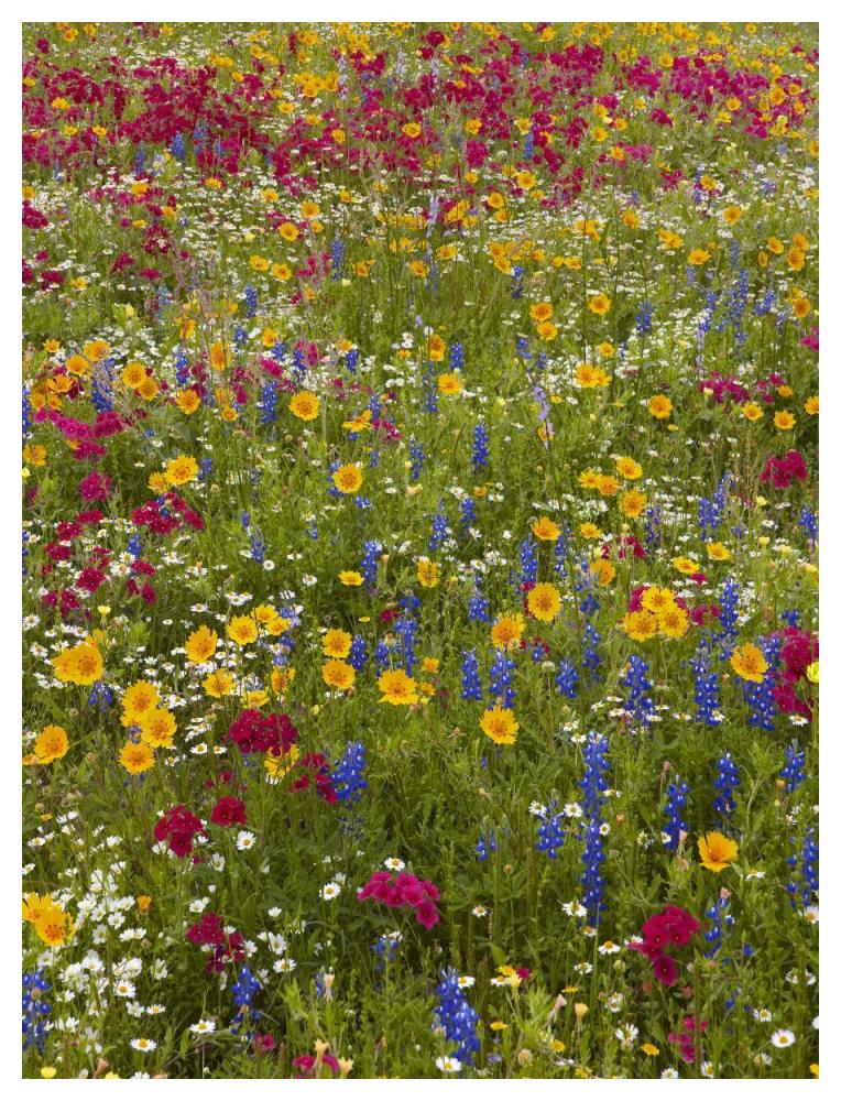 Drummond'S Phlox And Bluebonnet Near Westhoff, Texas-Paper Art-38,,X50,,