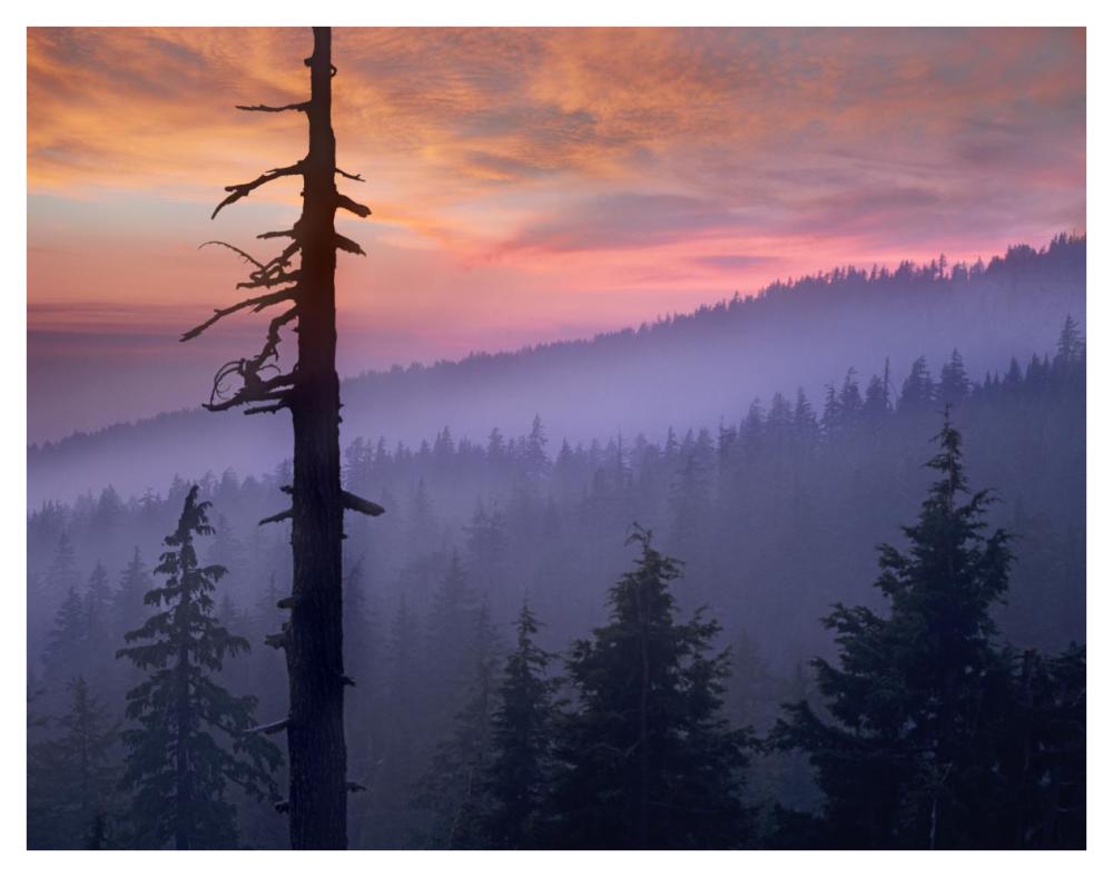 Sunset Over Forest, Crater Lake National Park, Oregon-Paper Art-42,,X32,,