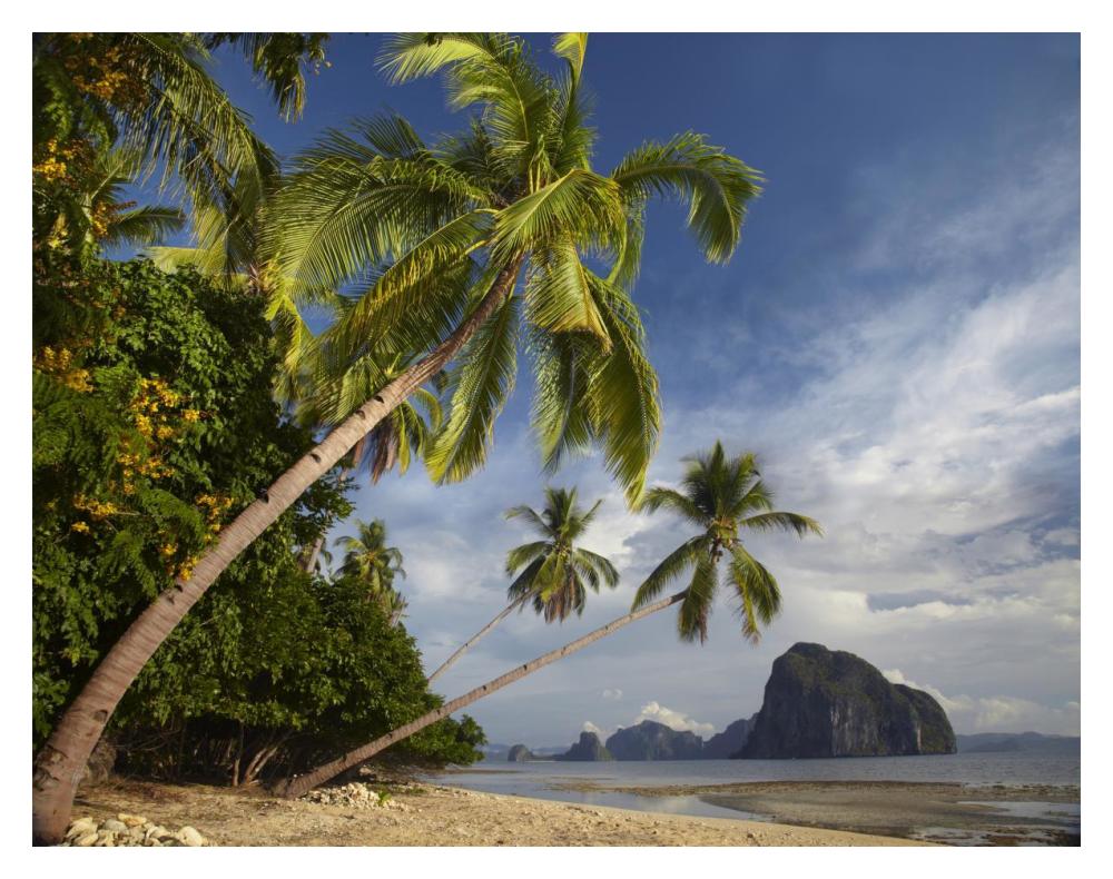 Palm Trees, Pinagbuyutan Island, Palawan, Philippines-Paper Art-18,,X14,,