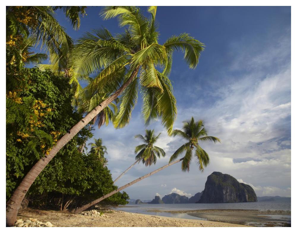 Palm Trees, Pinagbuyutan Island, Palawan, Philippines-Paper Art-50,,X38,,