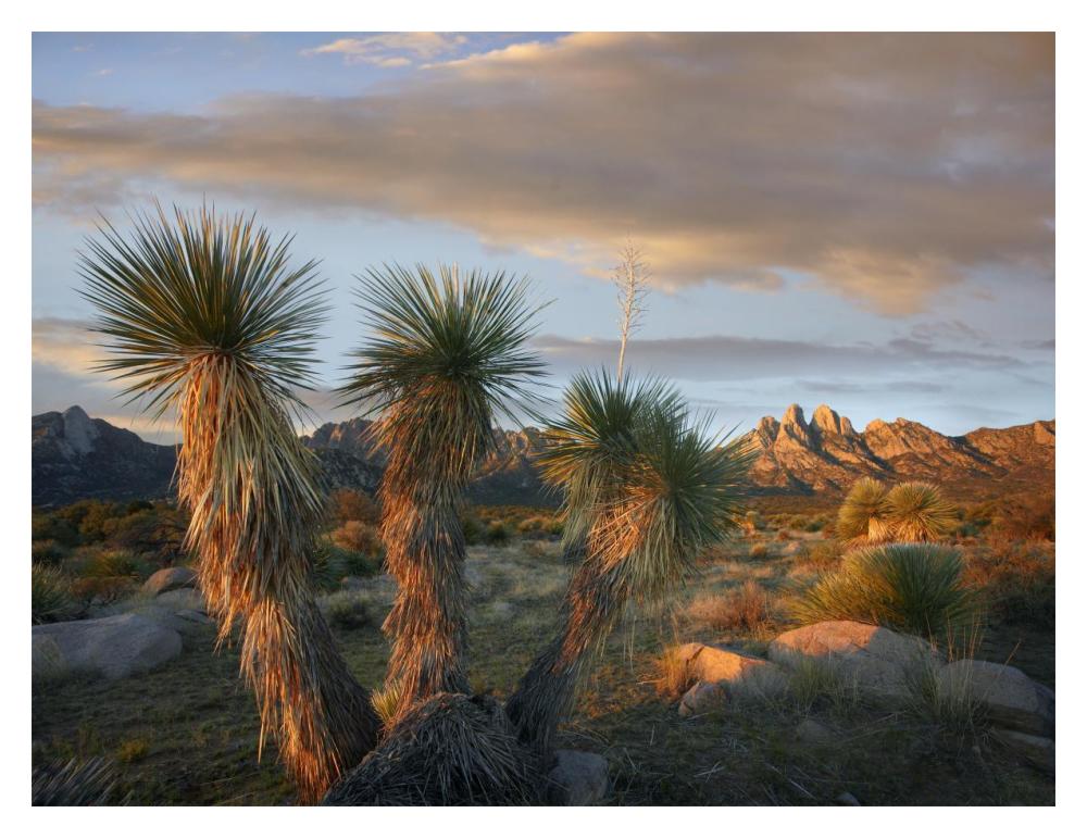 Yucca And Organ Mountains Near Las Cruces, New Mexico-Paper Art-18,,X14,,