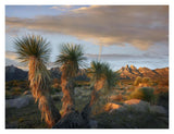 Yucca And Organ Mountains Near Las Cruces, New Mexico-Paper Art-18,,X14,,
