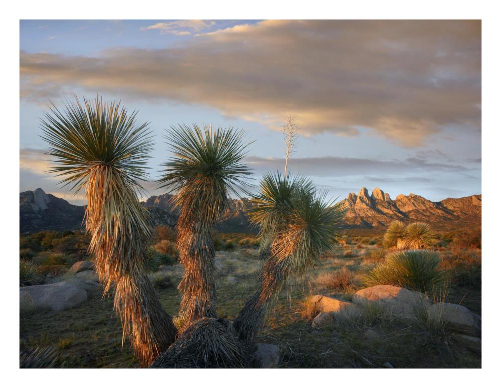 Yucca And Organ Mountains Near Las Cruces, New Mexico-Paper Art-26,,X20,,