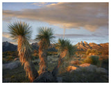 Yucca And Organ Mountains Near Las Cruces, New Mexico-Paper Art-50,,X38,,