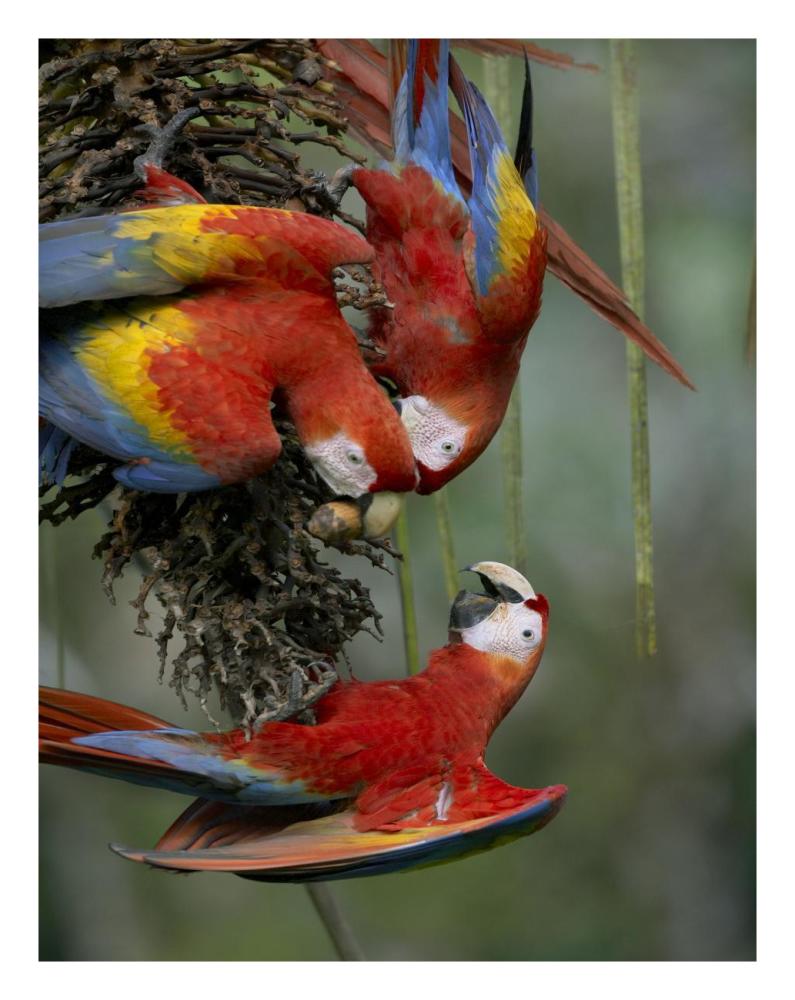 Scarlet Macaw Trio Feeding On Palm Fruits, Costa Rica-Paper Art-20,,X26,,