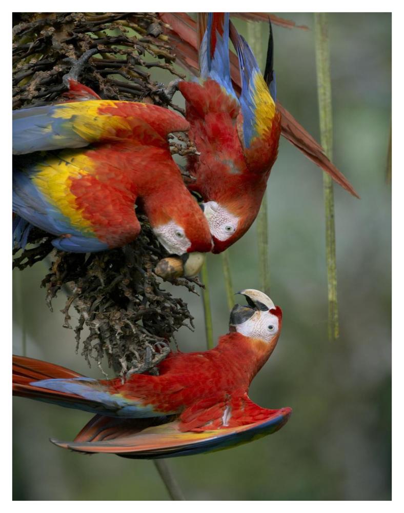 Scarlet Macaw Trio Feeding On Palm Fruits, Costa Rica-Paper Art-32,,X42,,