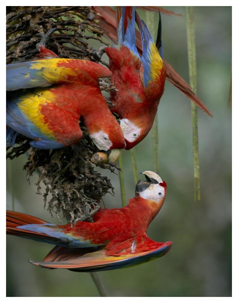 Scarlet Macaw Trio Feeding On Palm Fruits, Costa Rica-Paper Art-38,,X50,,