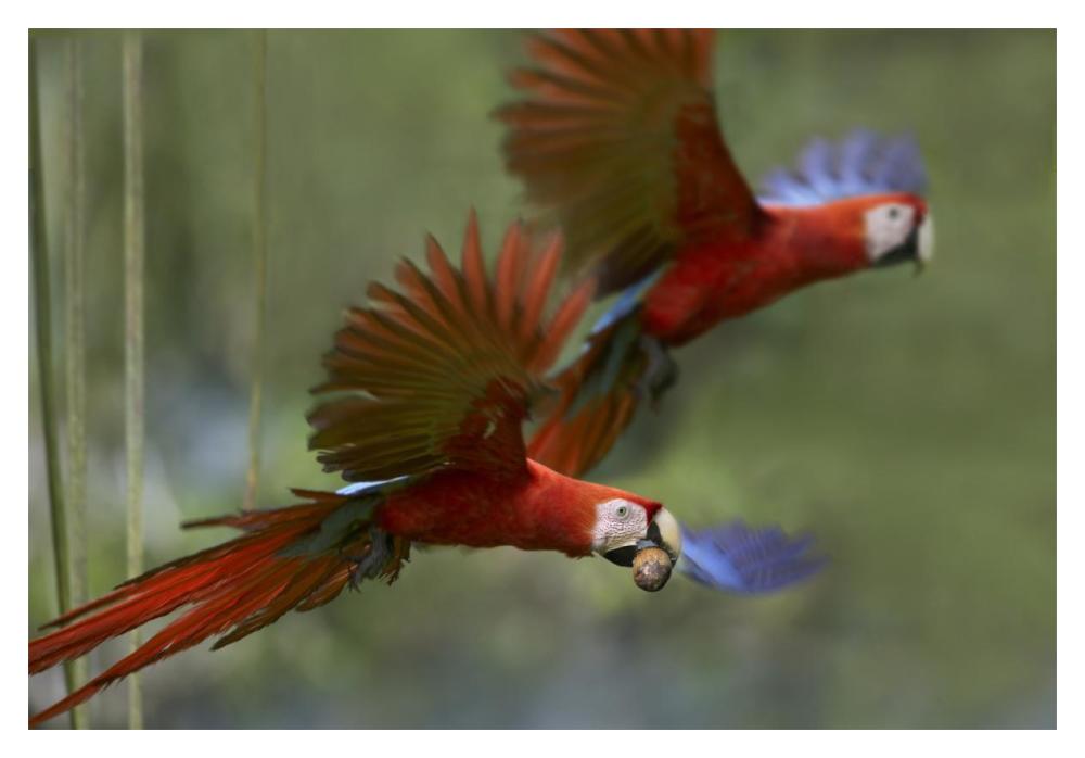 Scarlet Macaw Pair Flying With Palm Fruit, Costa Rica-Paper Art-20,,X14,,