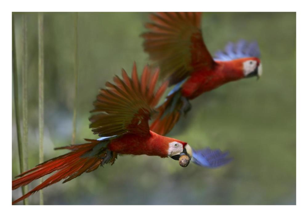 Scarlet Macaw Pair Flying With Palm Fruit, Costa Rica-Paper Art-26,,X18,,