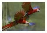Scarlet Macaw Pair Flying With Palm Fruit, Costa Rica-Paper Art-26,,X18,,