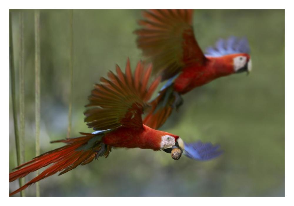 Scarlet Macaw Pair Flying With Palm Fruit, Costa Rica-Paper Art-32,,X22,,