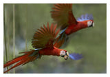 Scarlet Macaw Pair Flying With Palm Fruit, Costa Rica-Paper Art-32,,X22,,