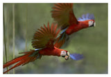 Scarlet Macaw Pair Flying With Palm Fruit, Costa Rica-Paper Art-38,,X26,,