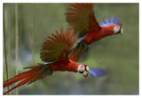Scarlet Macaw Pair Flying With Palm Fruit, Costa Rica-Paper Art-50,,X34,,
