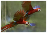 Scarlet Macaw Pair Flying With Palm Fruit, Costa Rica-Paper Art-62,,X42,,