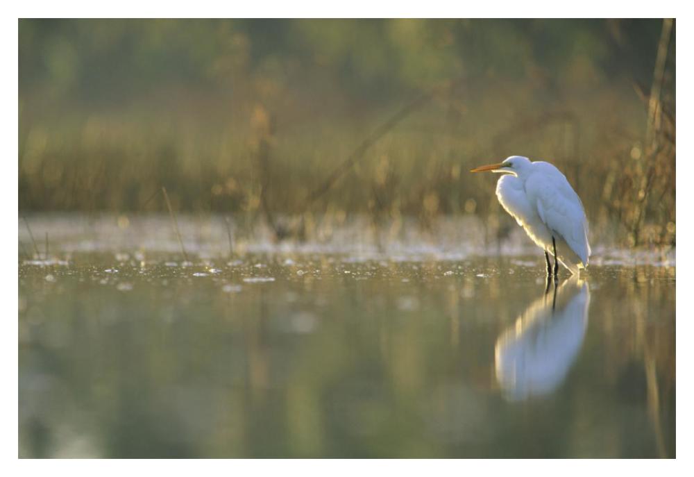 Great Egret Backlit In Marsh At Sunset, North America-Paper Art-20,,X14,,