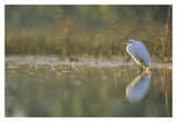 Great Egret Backlit In Marsh At Sunset, North America-Paper Art-20,,X14,,