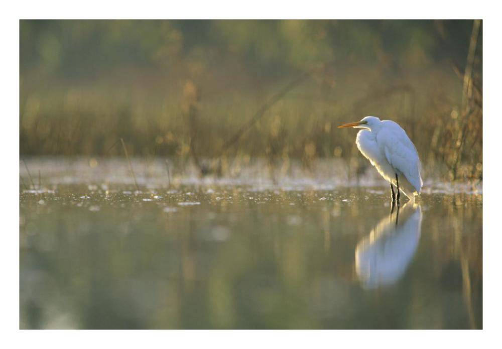 Great Egret Backlit In Marsh At Sunset, North America-Paper Art-26,,X18,,