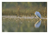 Great Egret Backlit In Marsh At Sunset, North America-Paper Art-26,,X18,,