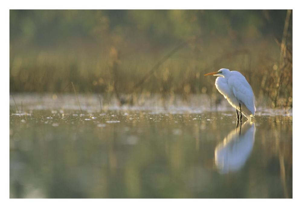 Great Egret Backlit In Marsh At Sunset, North America-Paper Art-32,,X22,,