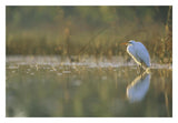 Great Egret Backlit In Marsh At Sunset, North America-Paper Art-32,,X22,,