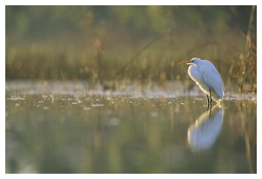 Great Egret Backlit In Marsh At Sunset, North America-Paper Art-50,,X34,,
