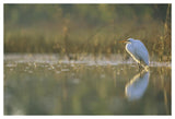 Great Egret Backlit In Marsh At Sunset, North America-Paper Art-50,,X34,,