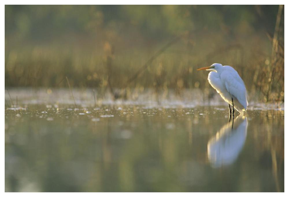 Great Egret Backlit In Marsh At Sunset, North America-Paper Art-62,,X42,,