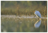 Great Egret Backlit In Marsh At Sunset, North America-Paper Art-62,,X42,,