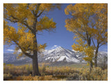 Cottonwood Trees, Fall Foliage, Carson Valley, Nevada-Paper Art-34,,X26,,