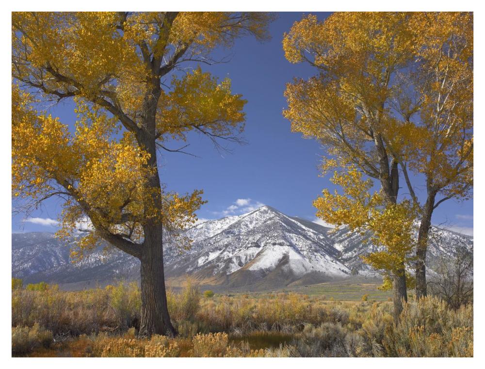 Cottonwood Trees, Fall Foliage, Carson Valley, Nevada-Paper Art-42,,X32,,