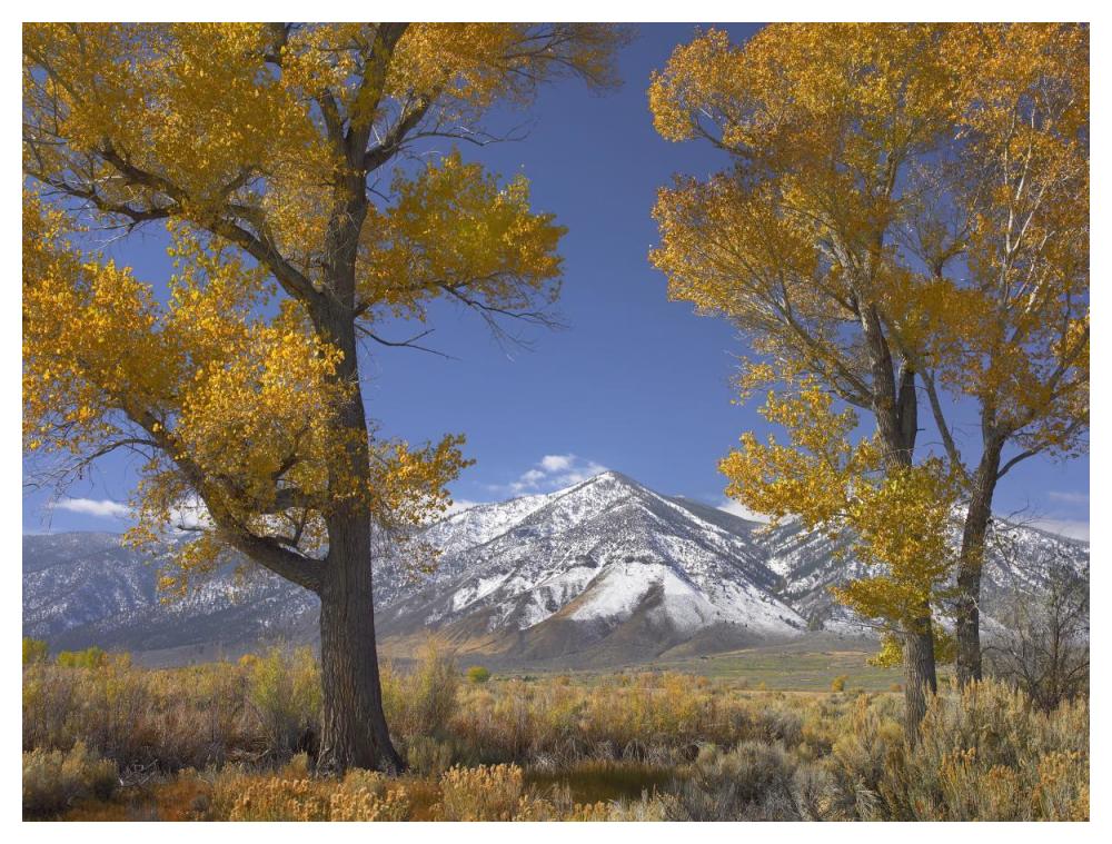 Cottonwood Trees, Fall Foliage, Carson Valley, Nevada-Paper Art-50,,X38,,