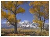 Cottonwood Trees, Fall Foliage, Carson Valley, Nevada-Paper Art-50,,X38,,
