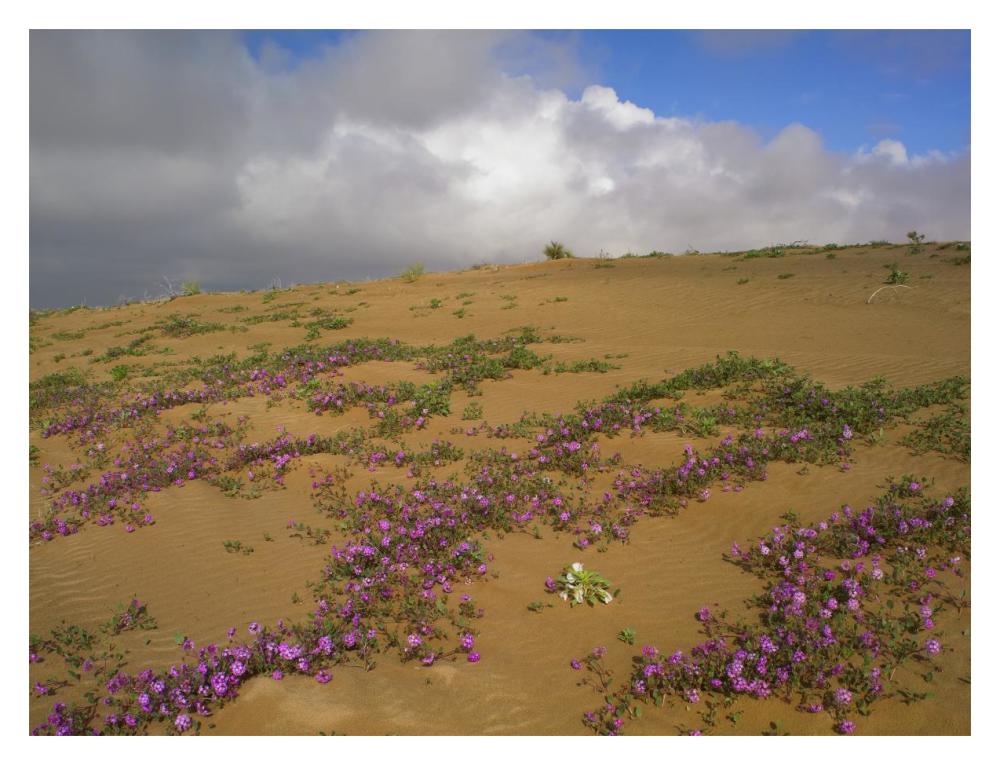 Sand Verbena Growing, Imperial Sand Dunes, California-Paper Art-18,,X14,,