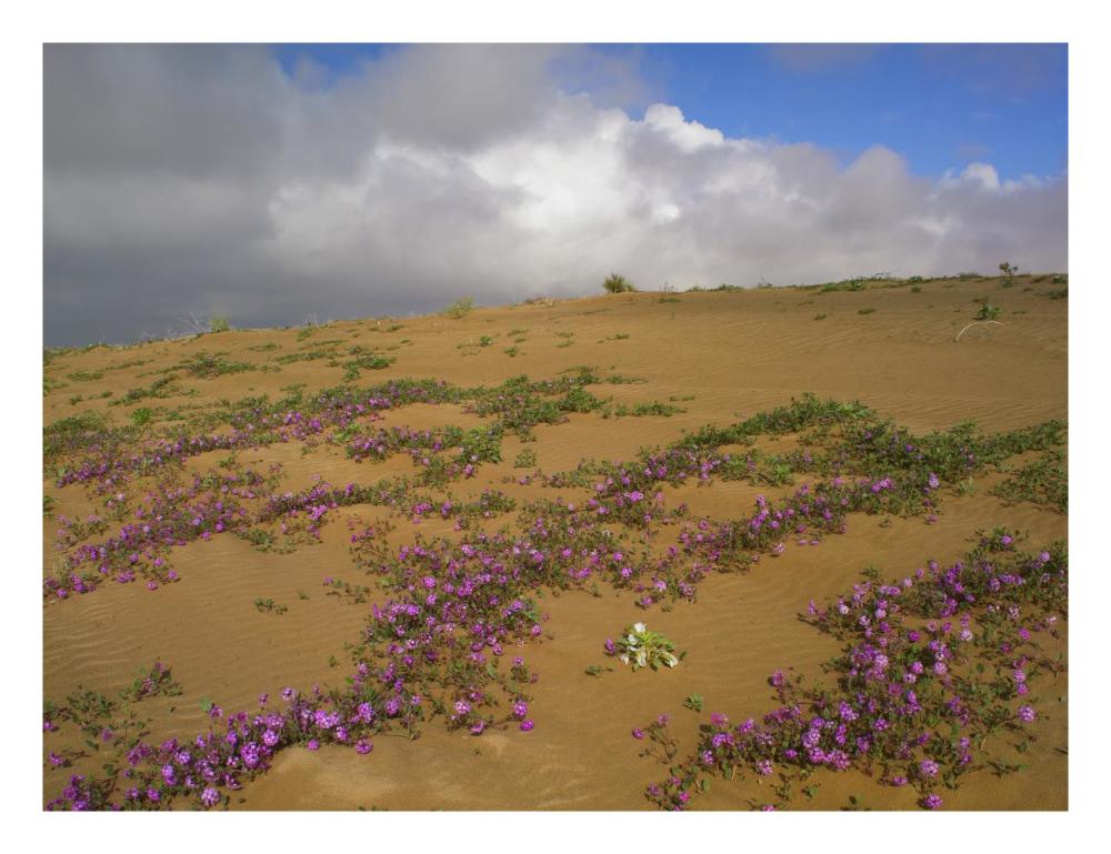 Sand Verbena Growing, Imperial Sand Dunes, California-Paper Art-26,,X20,,