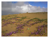 Sand Verbena Growing, Imperial Sand Dunes, California-Paper Art-34,,X26,,