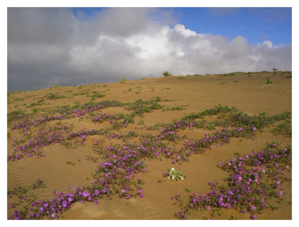 Sand Verbena Growing, Imperial Sand Dunes, California-Paper Art-42,,X32,,