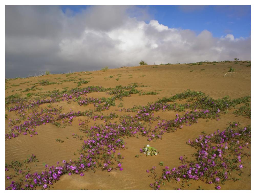Sand Verbena Growing, Imperial Sand Dunes, California-Paper Art-50,,X38,,