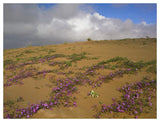 Sand Verbena Growing, Imperial Sand Dunes, California-Paper Art-50,,X38,,