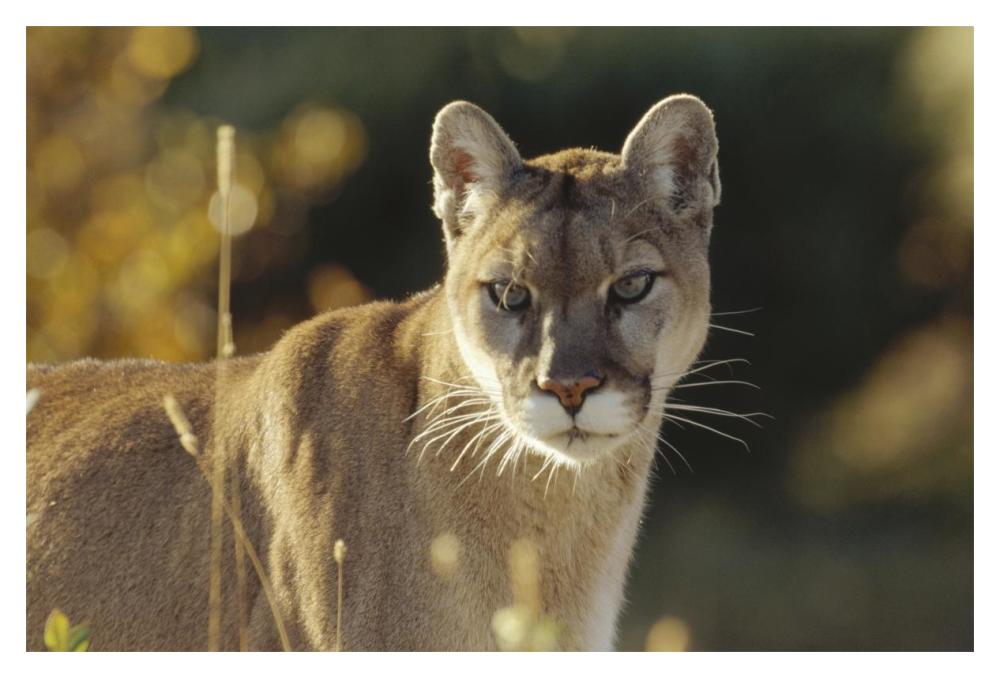 Mountain Lion Or Cougar Adult Portrait, North America-Paper Art-20,,X14,,