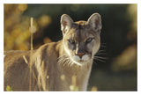 Mountain Lion Or Cougar Adult Portrait, North America-Paper Art-20,,X14,,