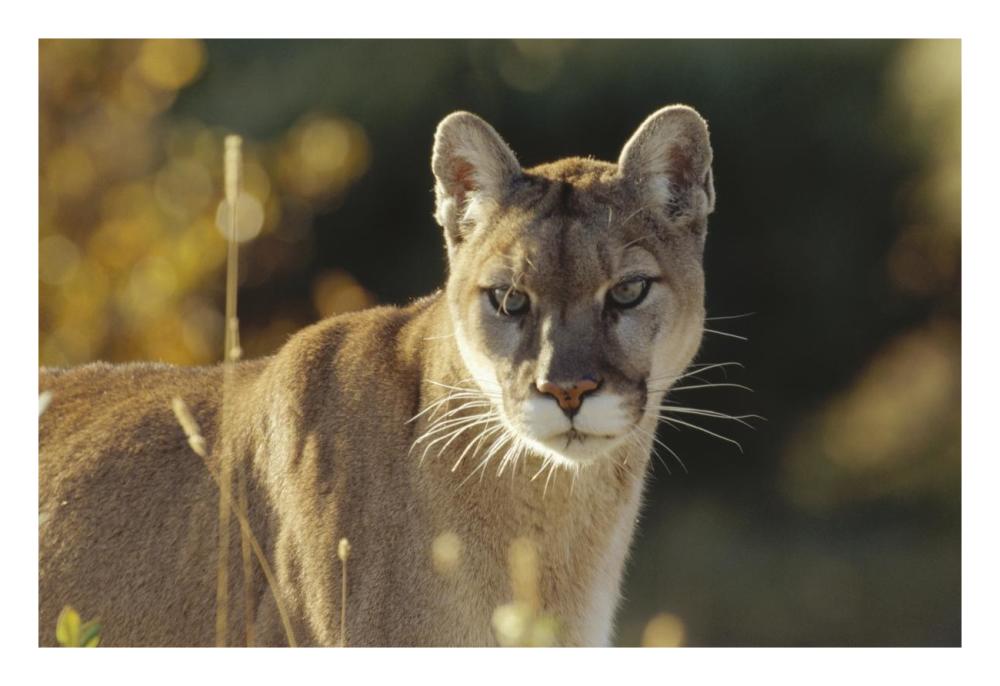 Mountain Lion Or Cougar Adult Portrait, North America-Paper Art-26,,X18,,